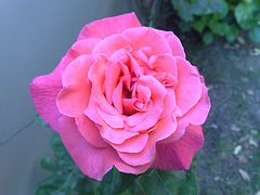 Rosa rosae