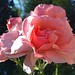 Rosas rosa.