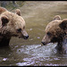 Badende Braunbären / Bathing brownbears