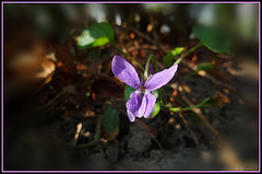 petite violette