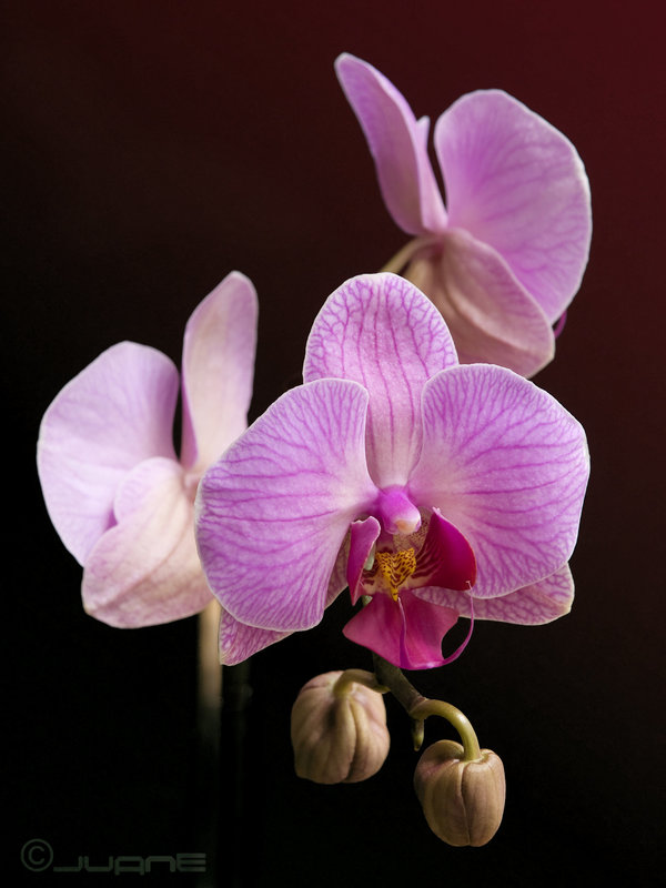 Orquidea Phalaenopsis