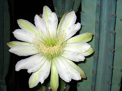 Cereus Bloom (2775)