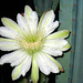 Cereus Bloom (2775)