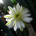 Cereus Bloom (2778)