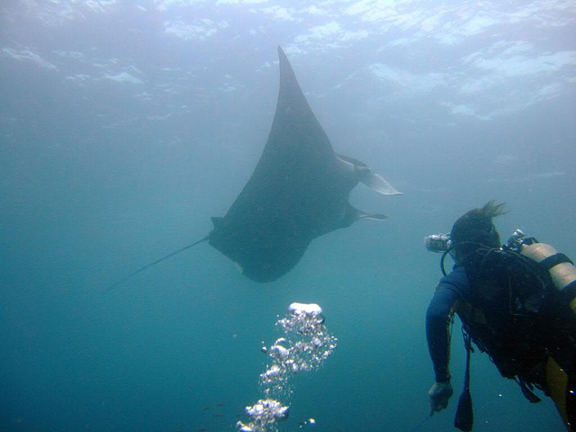 Trying to shoot (with the photo camera of course!!!) the first Manta Ray