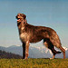 Chien race Deerhound
