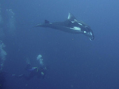 A flying young Manta turns over us