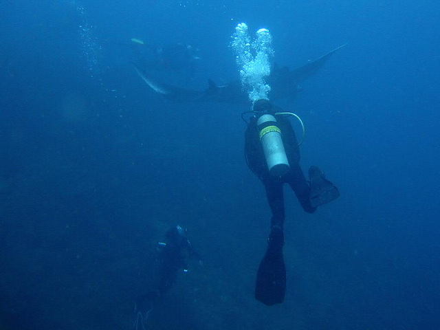 Playing with the giant Manta