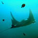 Manta ray in its natural habitat