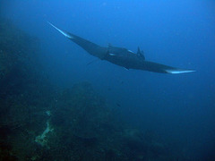 Manta with its full wingspread