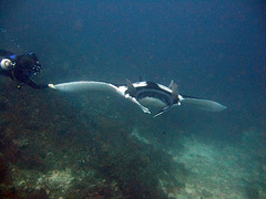Touching the Manta is amazing ...