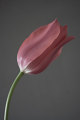 Tulpe 6