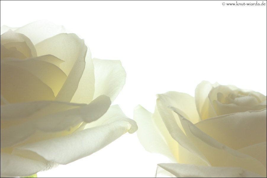 Simply two white roses