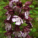 Un orchis pourpre, Orchis purpurea, Orchidacées