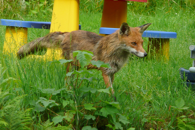 Fuchs in meinem Garten - vulpo en mia gardeno - renard dans mon jardin - fox in my garden