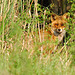 Fox in tall grass