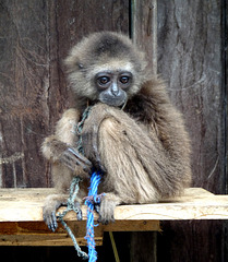Sad-faced Monkey