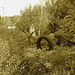 Pneu décoratif parmi la verdure suédoise / Tyre among the swedish  greenery - Båstad  /  Suède - Sweden.   21-10- 2008 - Sepia