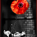 black and red (poppy)