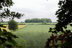 Wiltshire (1)