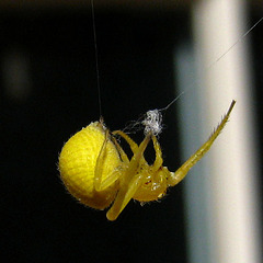 Yellow Spider (2428)