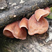 Pink Fungus