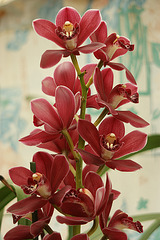 Mes Orchidées