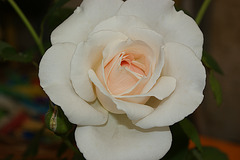 rose blanche à coeur rose