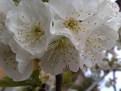 Flores de cerezo.