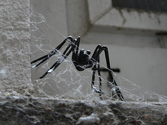 metal spider (lurking)