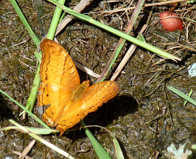 Orange Borneo Butterfly