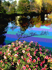 Reflet de rivière et fleurs de rive / River reflection and bank flowers - Ängelholm / Suède / Sweden.  23 octobre 2008- Postérisée avec photofiltre