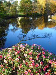 Reflet de rivière et fleurs de rive / River reflection and bank flowers