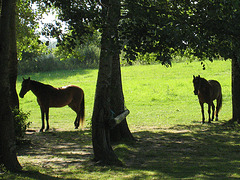 Les chevaux de l'Ancoeur