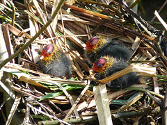 Coot Chicks on Nest