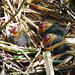 Coot Chicks on Nest