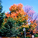 Fall Colors in Saratoga Springs, Edit for Color, NY, USA, 2008