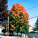 Fall Colors in Saratoga Springs, Picture 2, Edit for Color, NY, USA, 2008