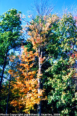 Fall Colors at I90 Rest Stop, Edit for Color, NY, USA, 2008