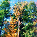 Fall Colors at I90 Rest Stop, Picture 2, Edit for Color, NY, USA, 2008