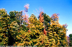 Fall Colors at I90 Rest Stop, Picture 3, Edit for Color, NY, USA, 2008