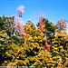 Fall Colors at I90 Rest Stop, Picture 3, Edit for Color, NY, USA, 2008