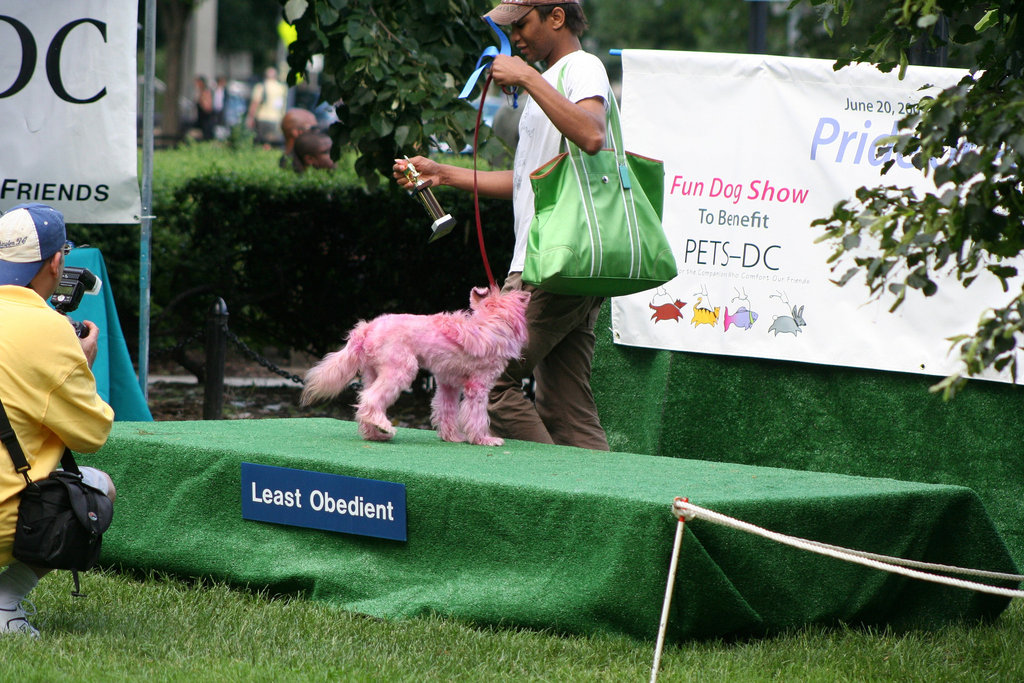 16.PrideOfPetsFunDogShow.Dupont.WDC.21June2009