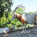 Säbelantilope (Oryx dammah)  ©UdoSm
