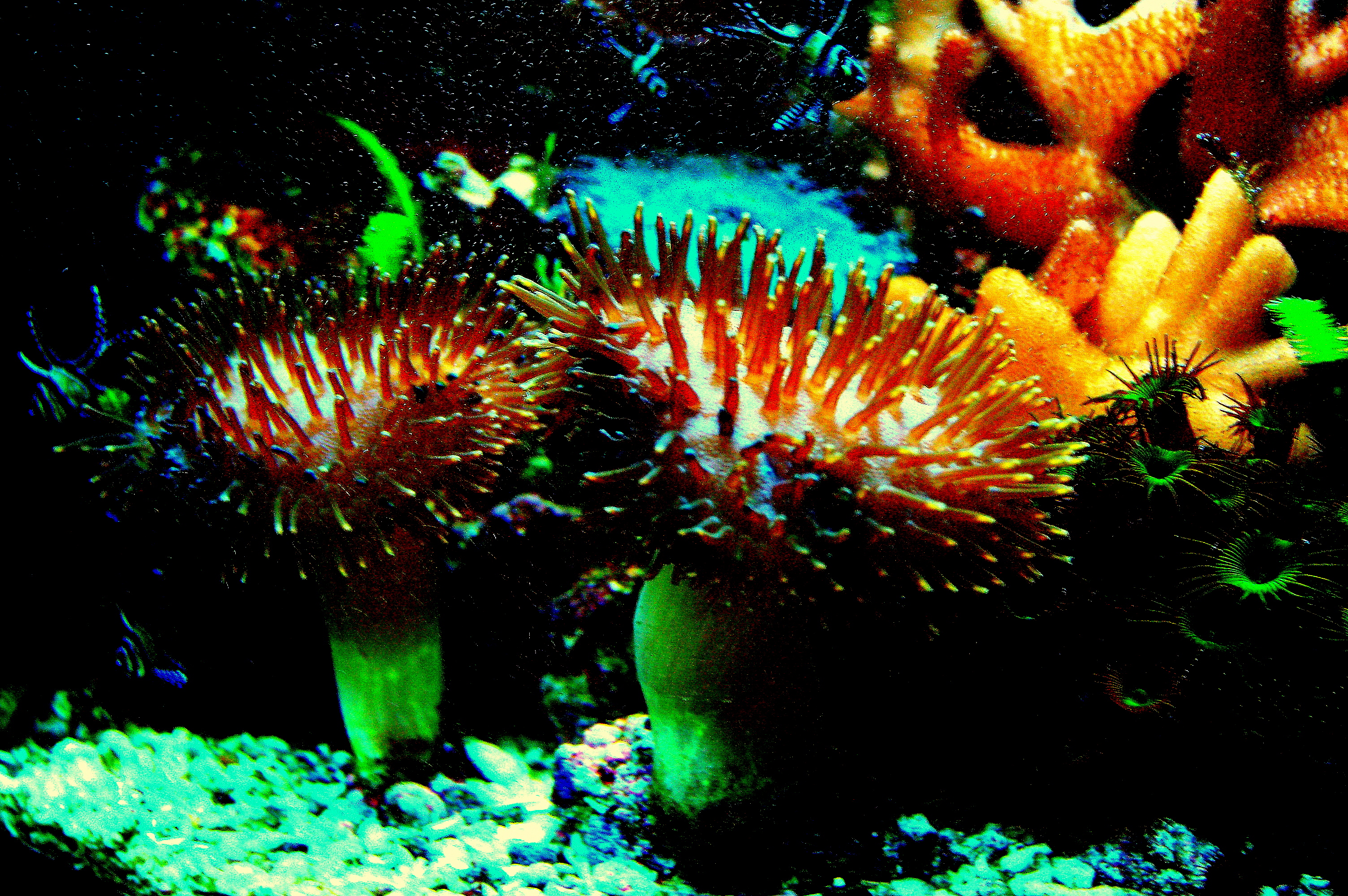 koraloj