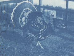 Thanksgiving Season's Greetings, 1908 (Cropped)