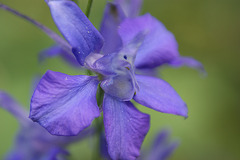 petite fleur bleue