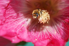 abeille et rose trémière