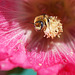 abeille et rose trémière