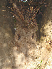 Arbre fantôme / Ghost tree